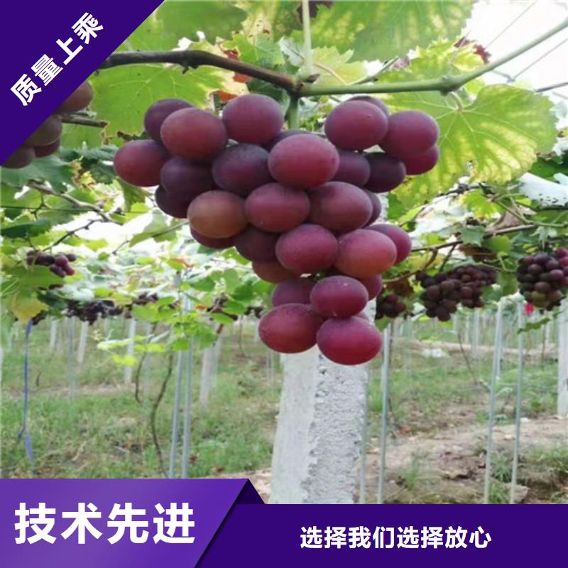 秋天清脆葡萄苗厂诚信经营