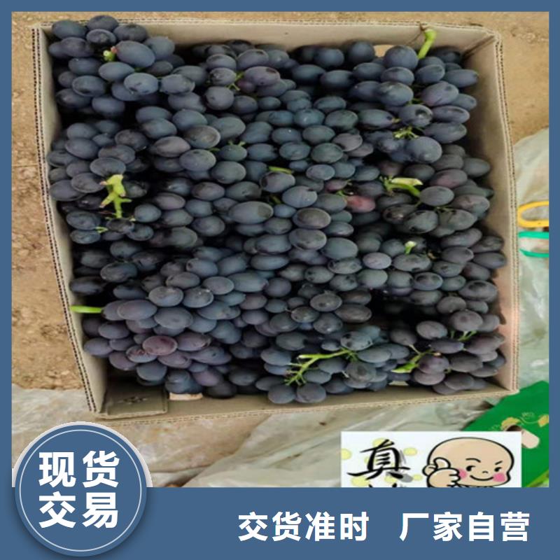 阳光十三葡萄苗本地公司