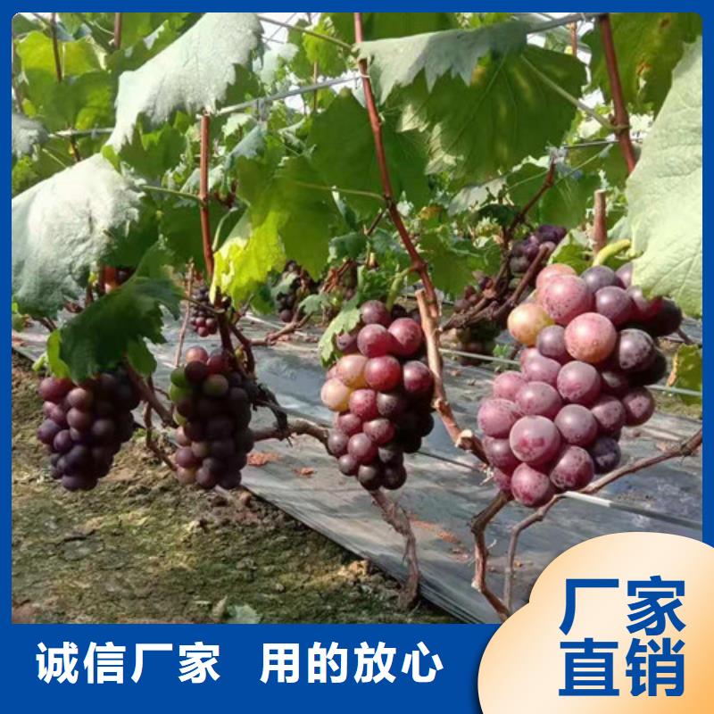 东方指葡萄苗同城货源