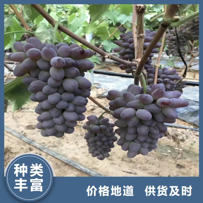 ​葡萄_核桃苗发货迅速同城生产商