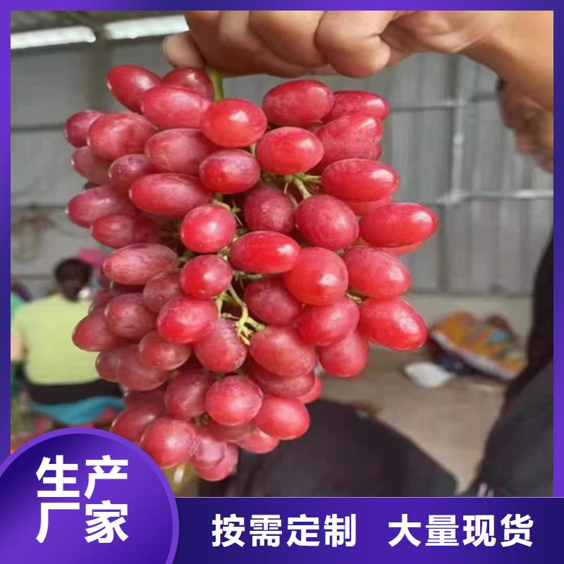 玫瑰香葡萄苗本地服务商