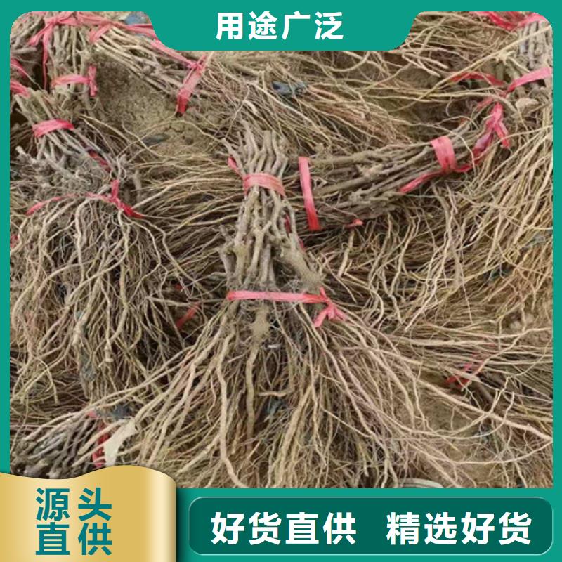 葡萄无花果苗交货准时来图来样定制