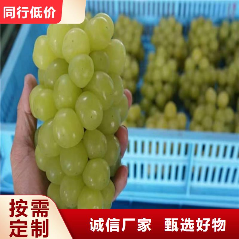 马瑟兰葡萄苗免费安装