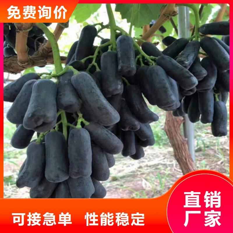 ​夏黑葡萄苗优质货源