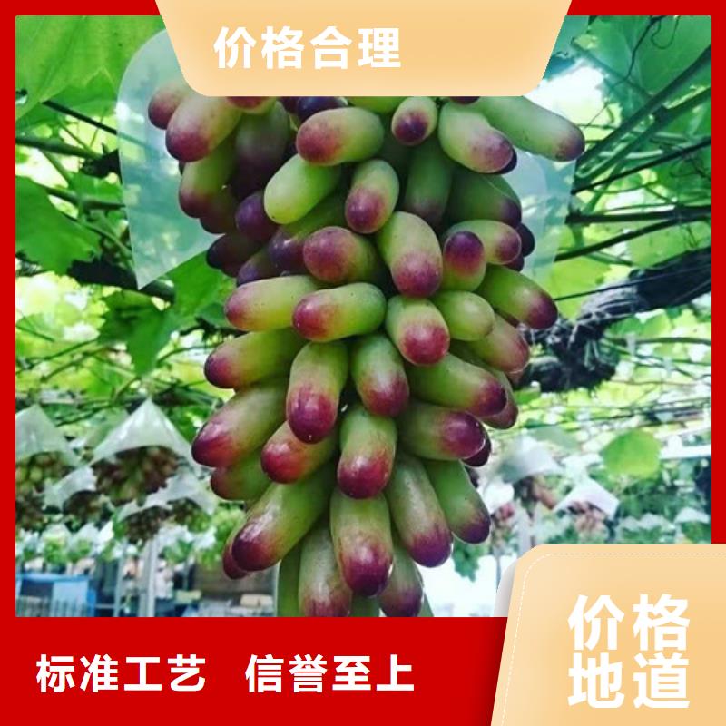 金田美指葡萄苗优质原料