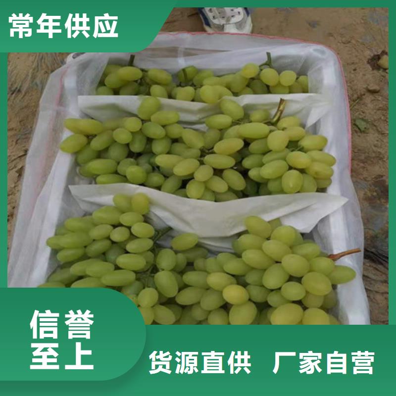 葡萄大金星山楂苗今日新品当地制造商