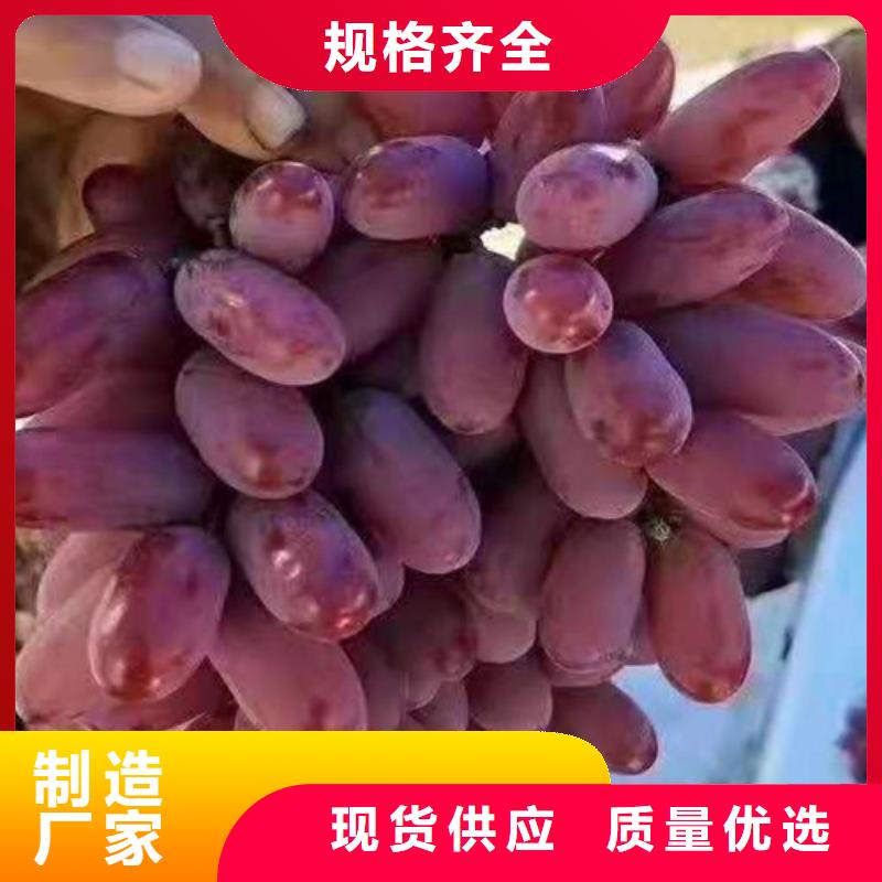 西拉葡萄苗当地供应商