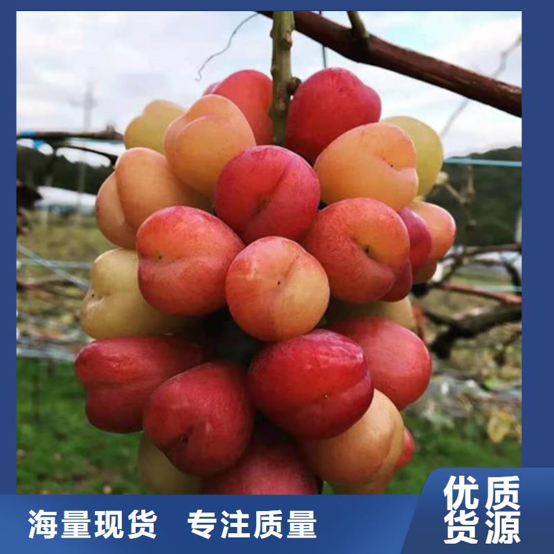 紫甜无核葡萄苗实体诚信经营