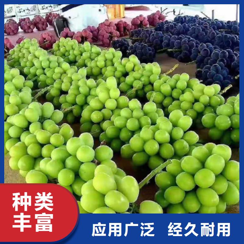 ​红指葡萄苗厂家直销大量现货