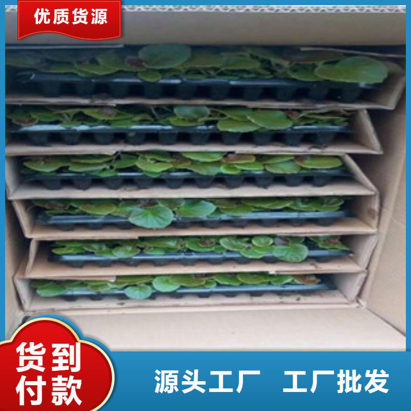 【时令草花水生植物/荷花睡莲专业完善售后】当地品牌