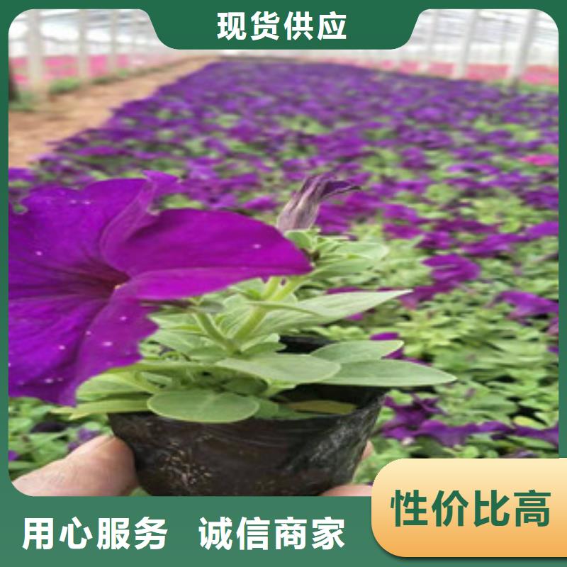 宿根花卉花海景观工程多年行业积累当地制造商