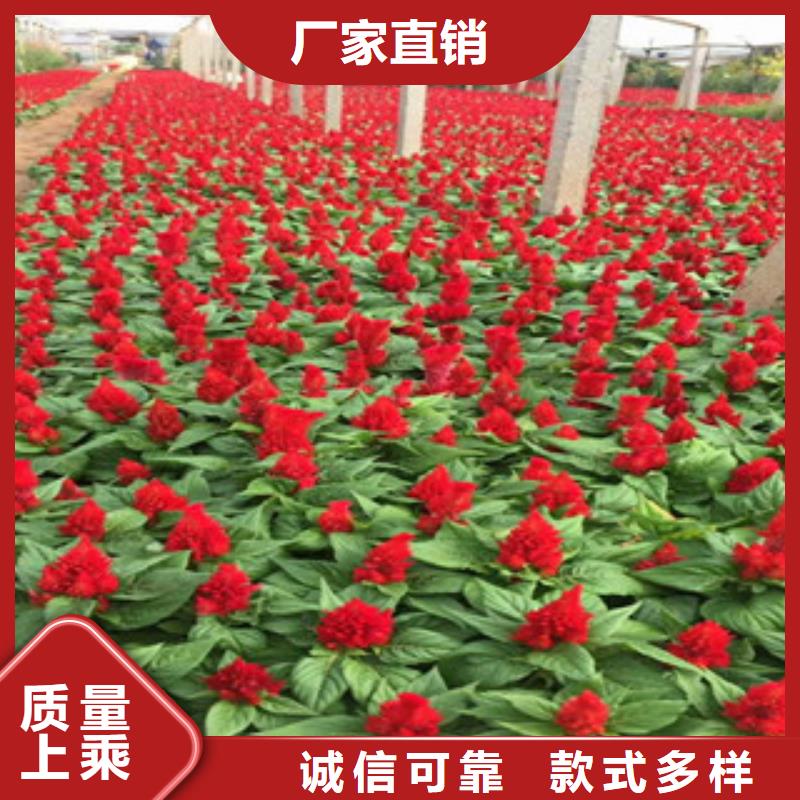 【花海景观观赏草/蒲苇狼尾草厂家直销放心】量大更优惠