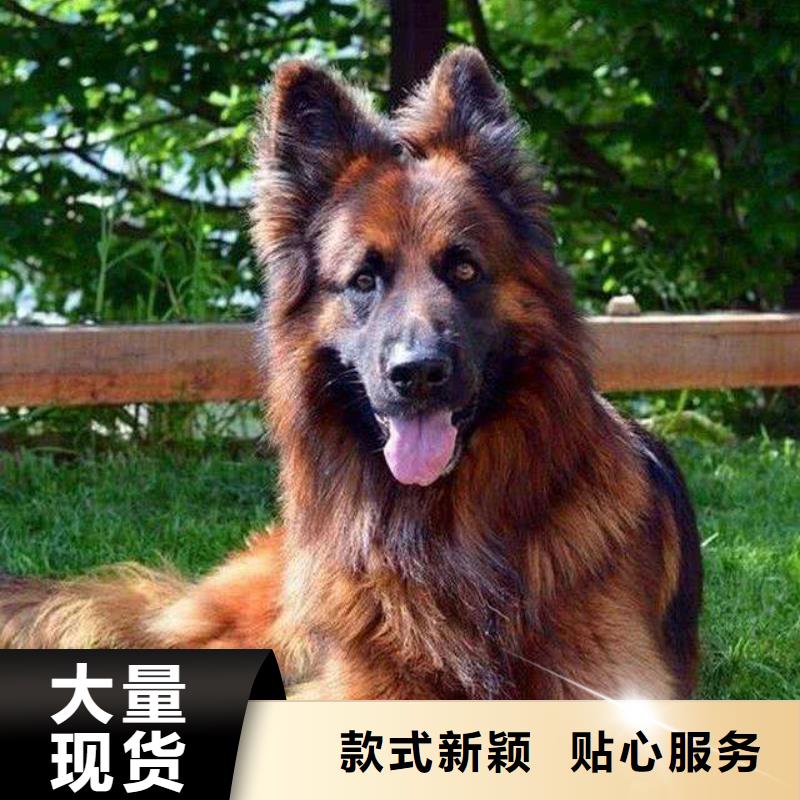 【德国牧羊犬】-杜高犬工厂直供按需定制真材实料