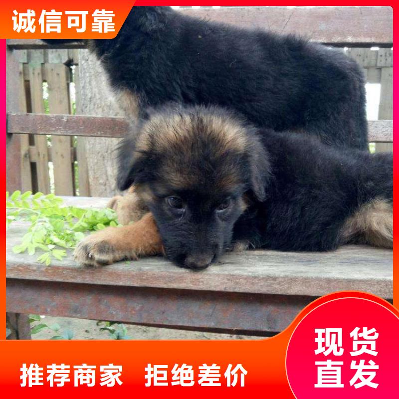 德国牧羊犬_杜高犬批发商追求品质