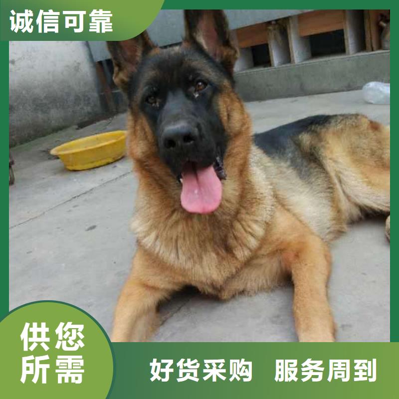 ​德国牧羊犬-杜高犬质量无忧品质不将就