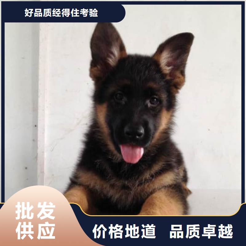 【德国牧羊犬】杜宾犬真正的源头厂家好品质用的放心