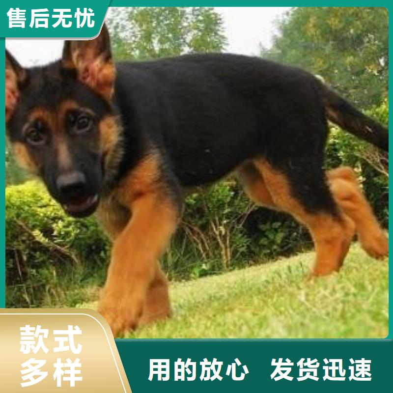 德国牧羊犬杜宾犬快捷物流质优价保