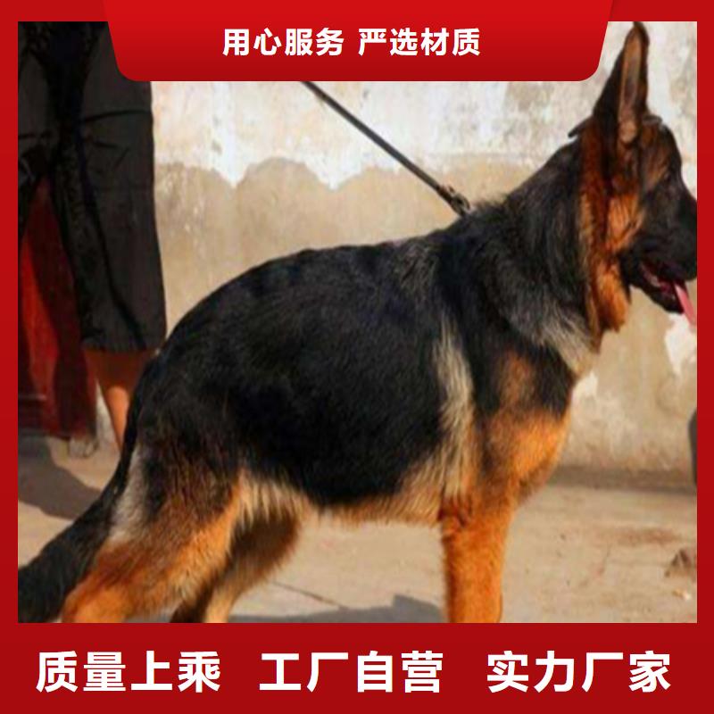 德国牧羊犬【比特犬】实力才是硬道理质量不佳尽管来找我