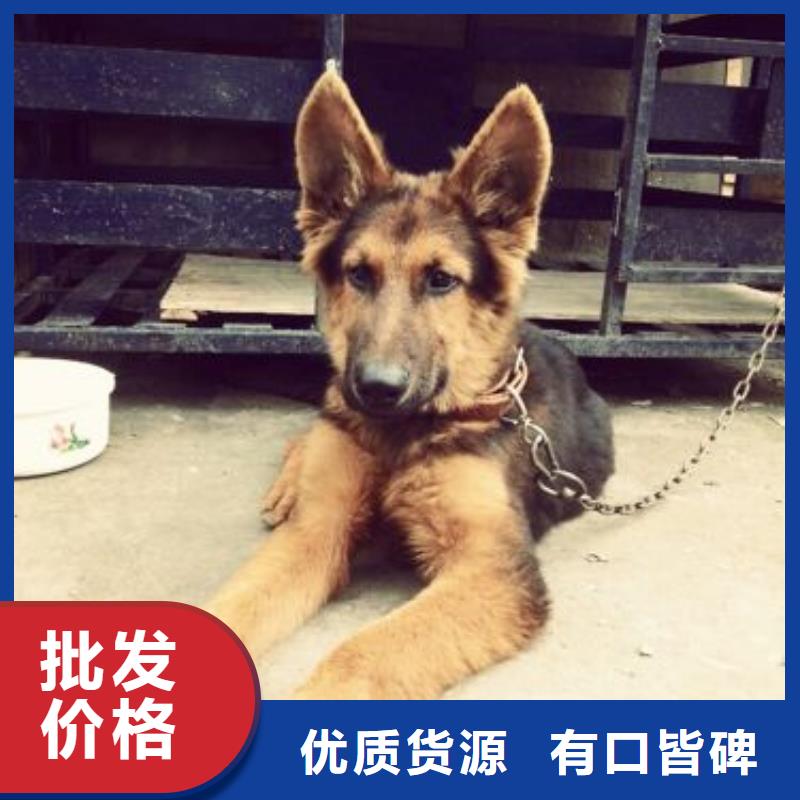 德国牧羊犬【罗威纳犬】质量看得见用的放心