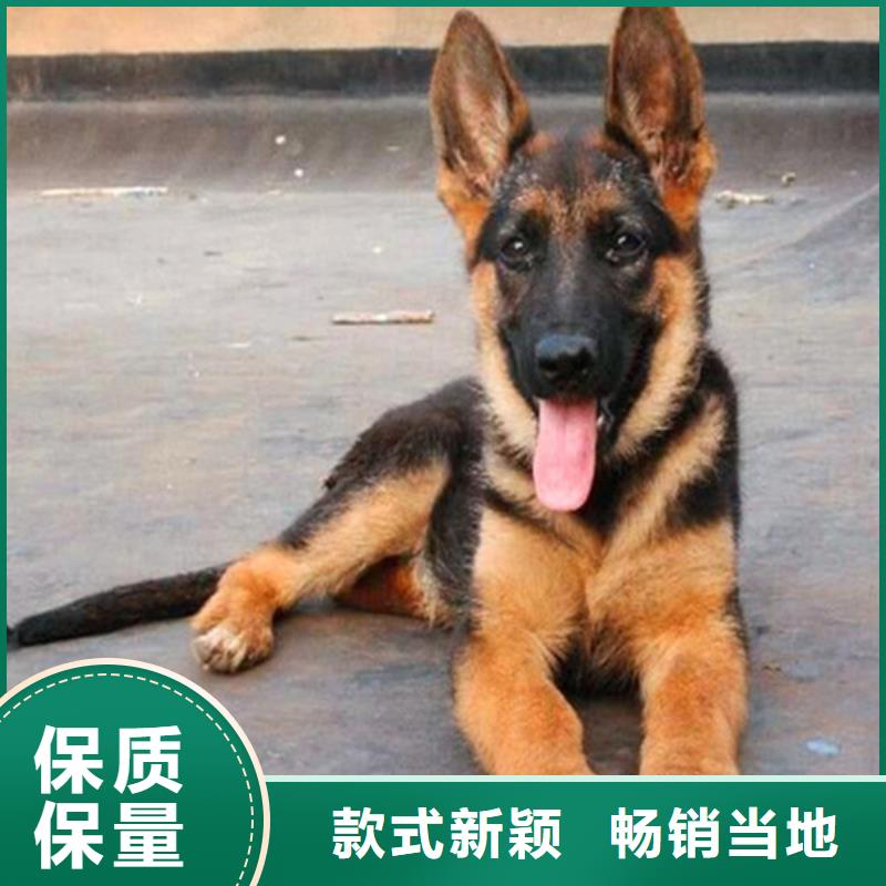 德国牧羊犬马犬专注细节使用放心客户满意度高