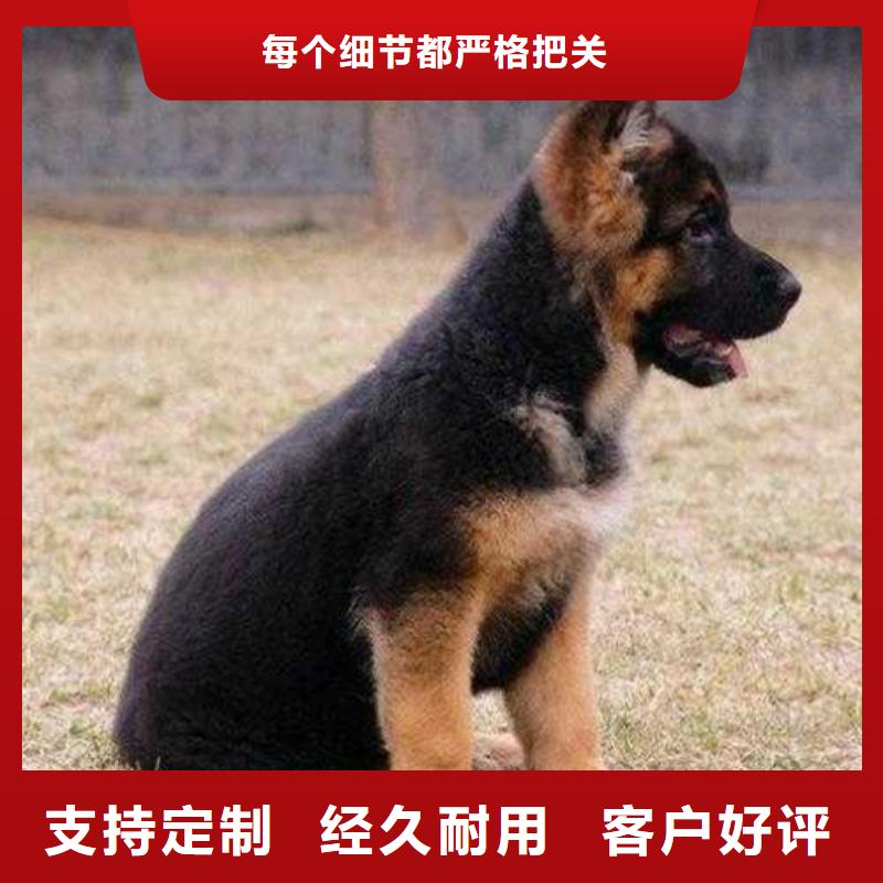 德国牧羊犬卡斯罗犬自营品质有保障现货直供