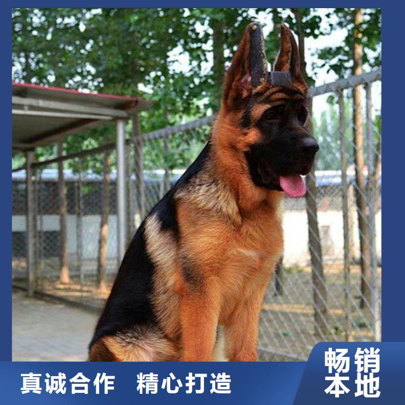 德国牧羊犬德牧犬N年专注丰富的行业经验