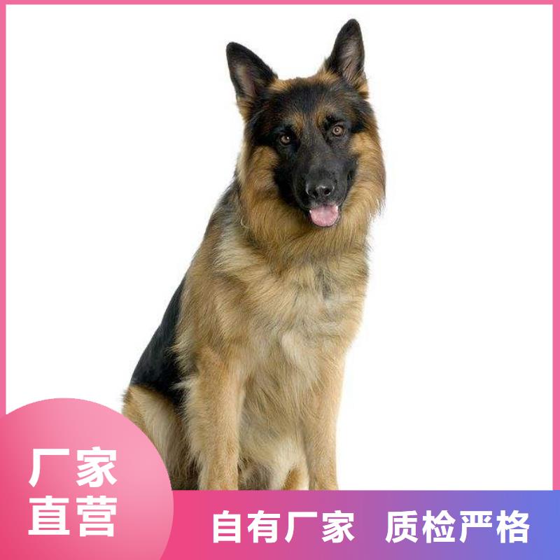 【德国牧羊犬_拉布拉多犬产品优势特点】同城公司