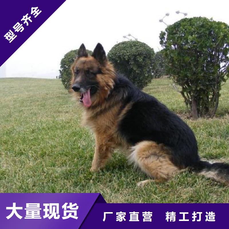 德国牧羊犬【德牧犬】产地源头好货批发商