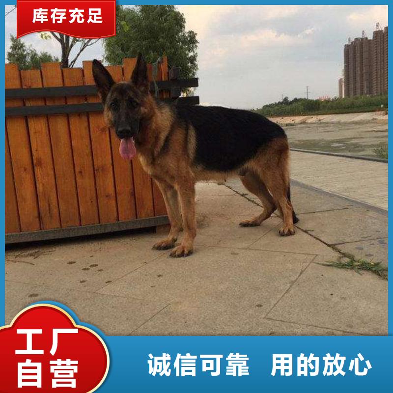 德国牧羊犬罗威纳犬快速生产当地生产商