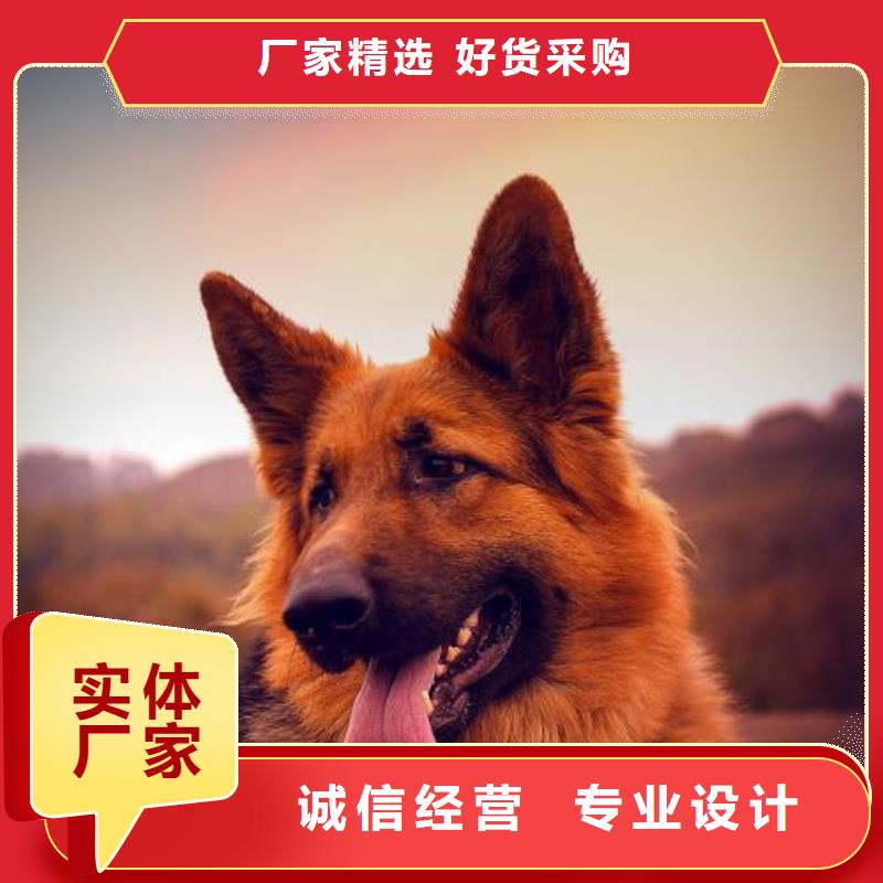 德国牧羊犬德牧犬可定制当地经销商