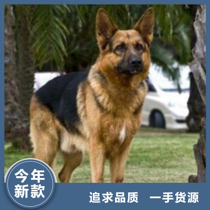 德国牧羊犬,罗威纳犬现货销售当地货源