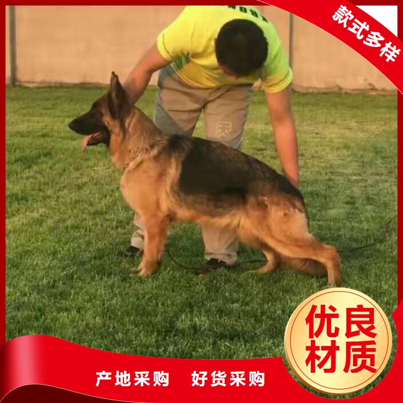 德国牧羊犬卡斯罗犬原厂制造用心做品质