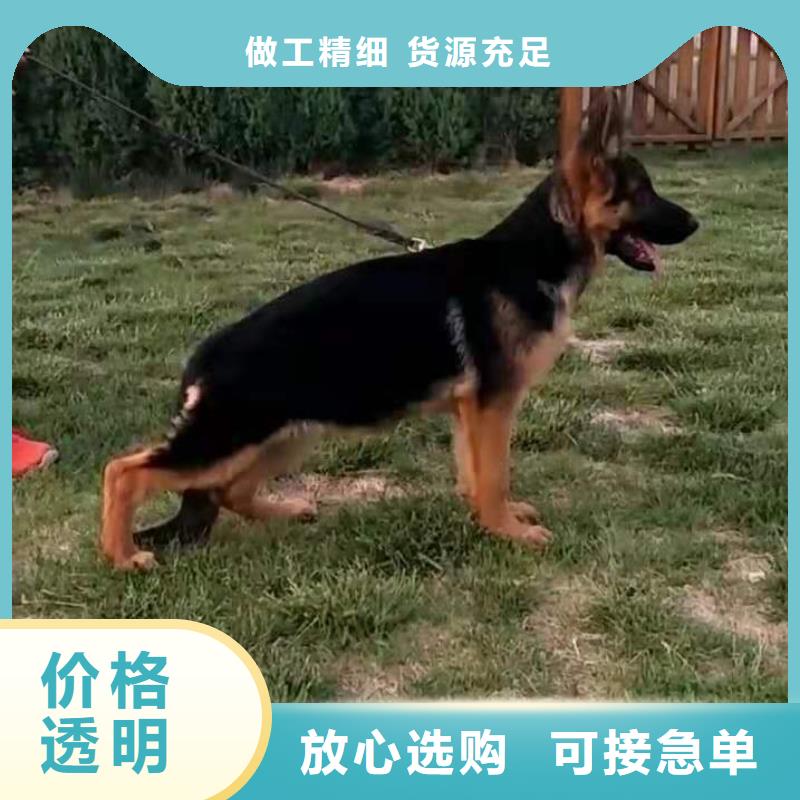 德国牧羊犬卡斯罗犬用心细节当地公司