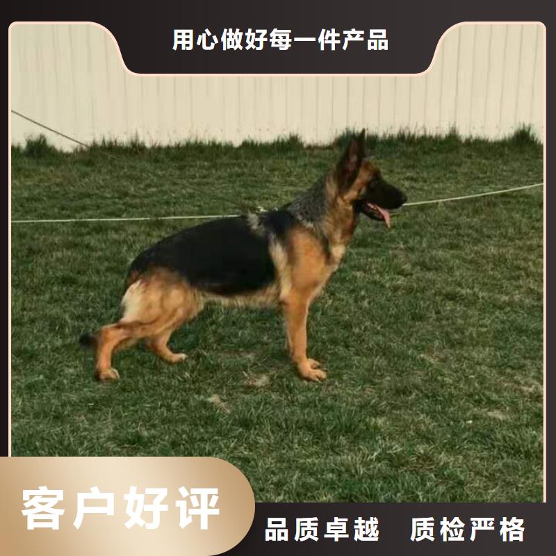 ​德国牧羊犬杜宾犬优质材料厂家直销好产品好服务