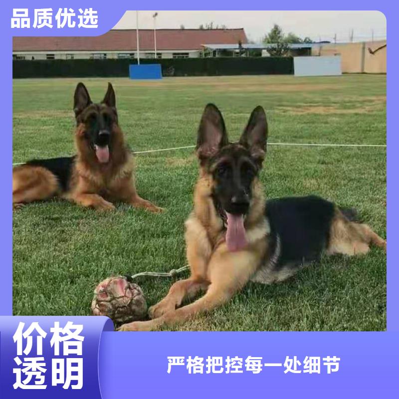 德国牧羊犬德牧犬产品细节参数实力才是硬道理