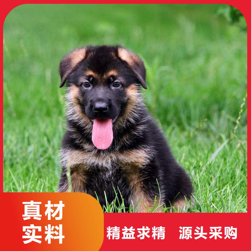 德国牧羊犬德牧犬实时报价当地服务商