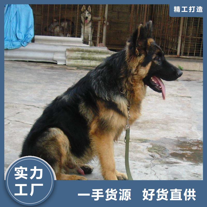 德国牧羊犬德牧犬产品细节参数匠心品质