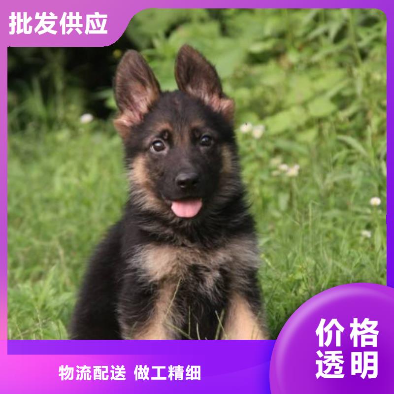 德国牧羊犬,马犬分类和特点应用领域