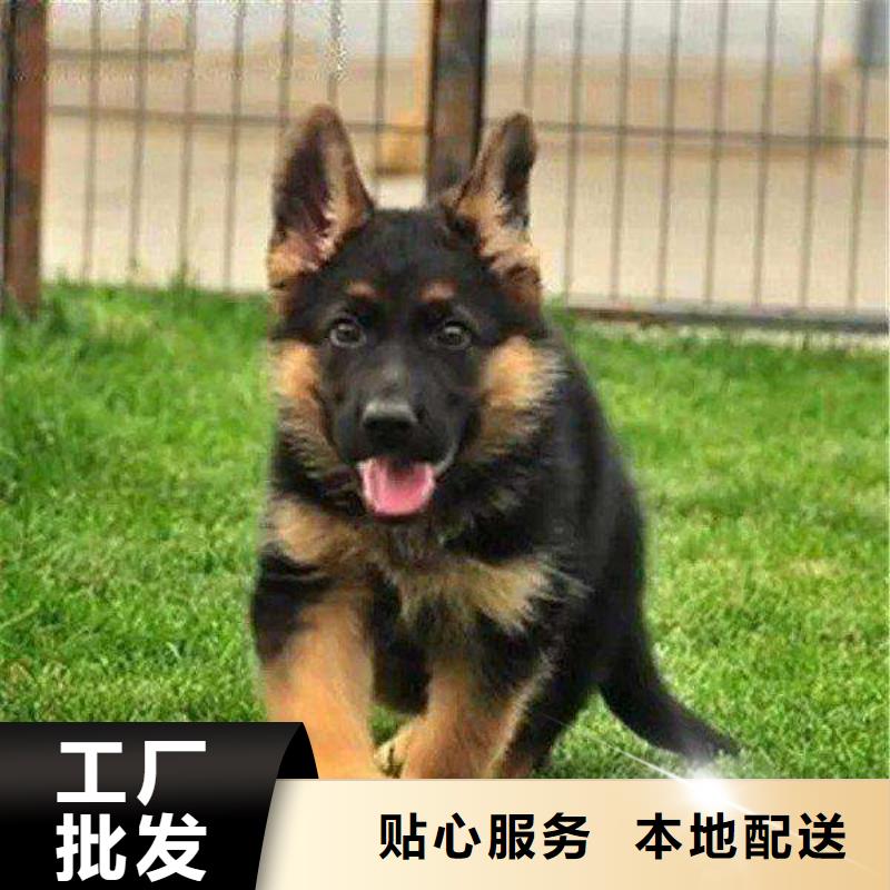 德国牧羊犬【罗威纳犬】物美价优厂家实力大