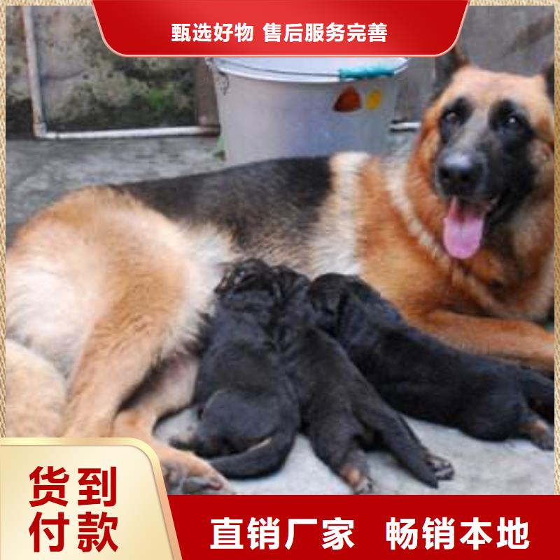 德国牧羊犬杜宾犬多种规格供您选择实力工厂