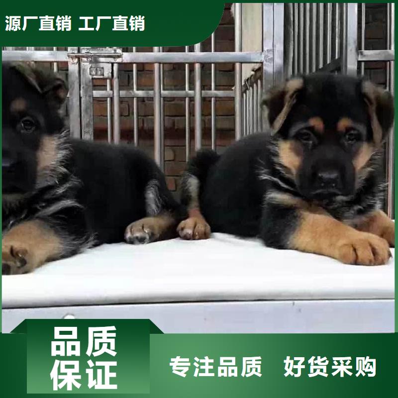 ​德国牧羊犬拉布拉多犬多行业适用本地经销商