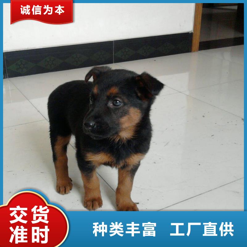 德国牧羊犬黑狼精工打造当地生产商