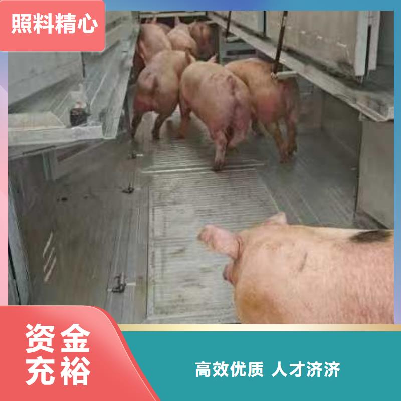 宿迁市沭阳到烟台牲畜运输严格规范
