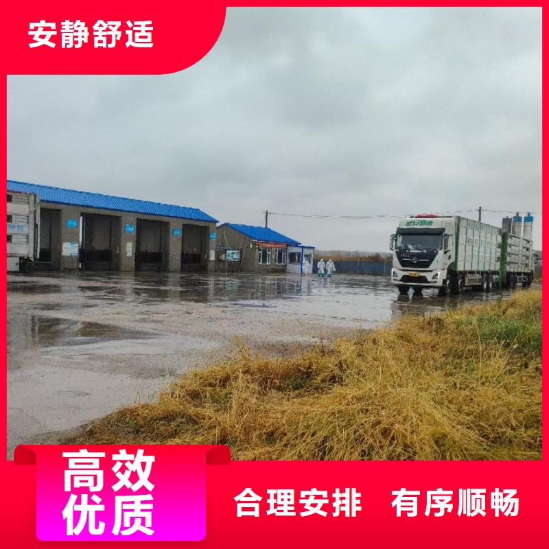 宿迁市沭阳到威海生猪物流温柔对待