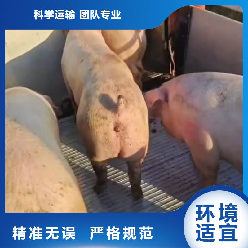 宿迁市沭阳到威海畜禽运输应急