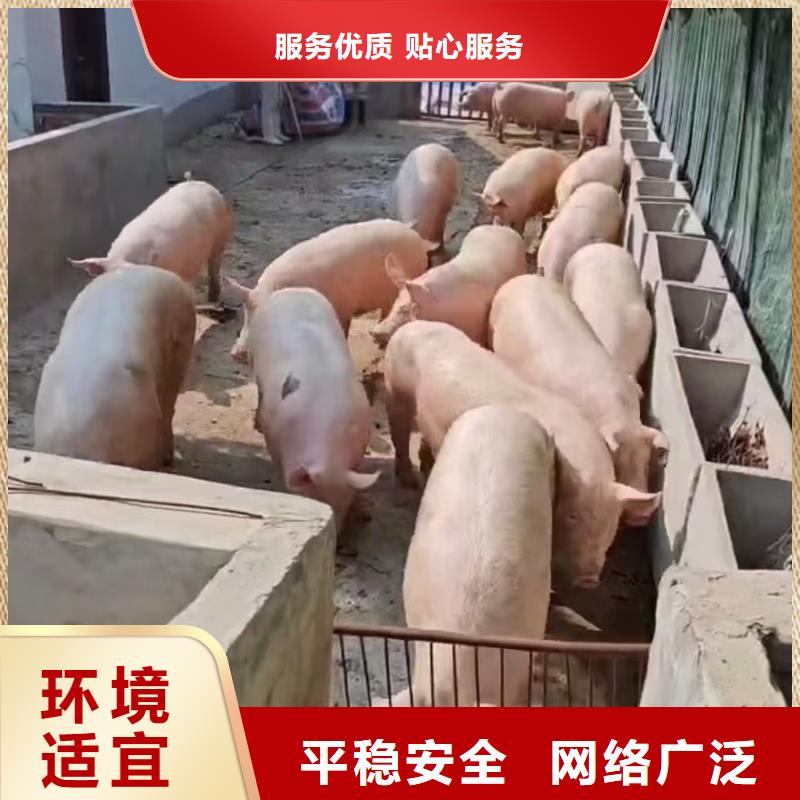宿迁市泗洪到牛运输专用车信誉卓著畅销当地