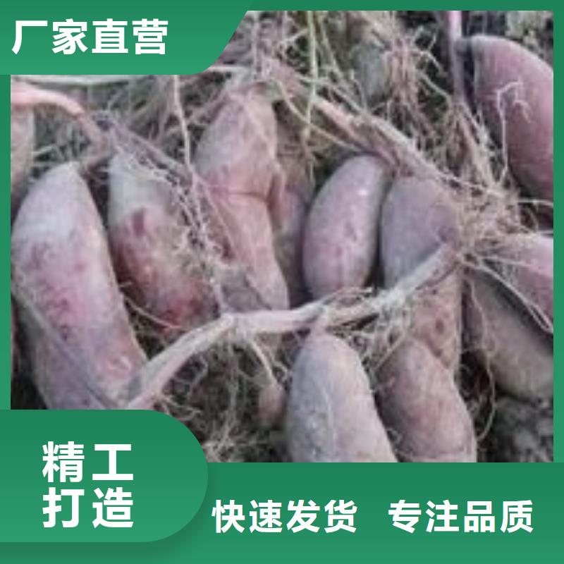 鲜食型紫薯苗2025新苗上市用好材做好产品