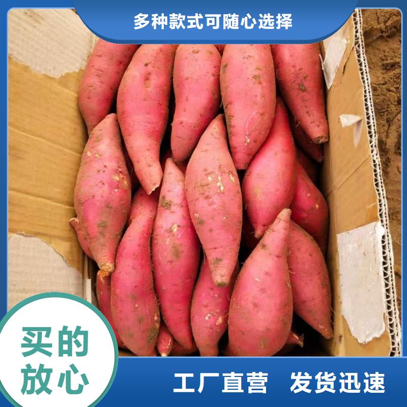 鲜食型紫薯苗电话当地公司