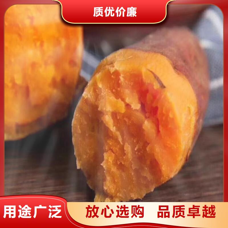 紫地瓜苗源头厂家当地公司