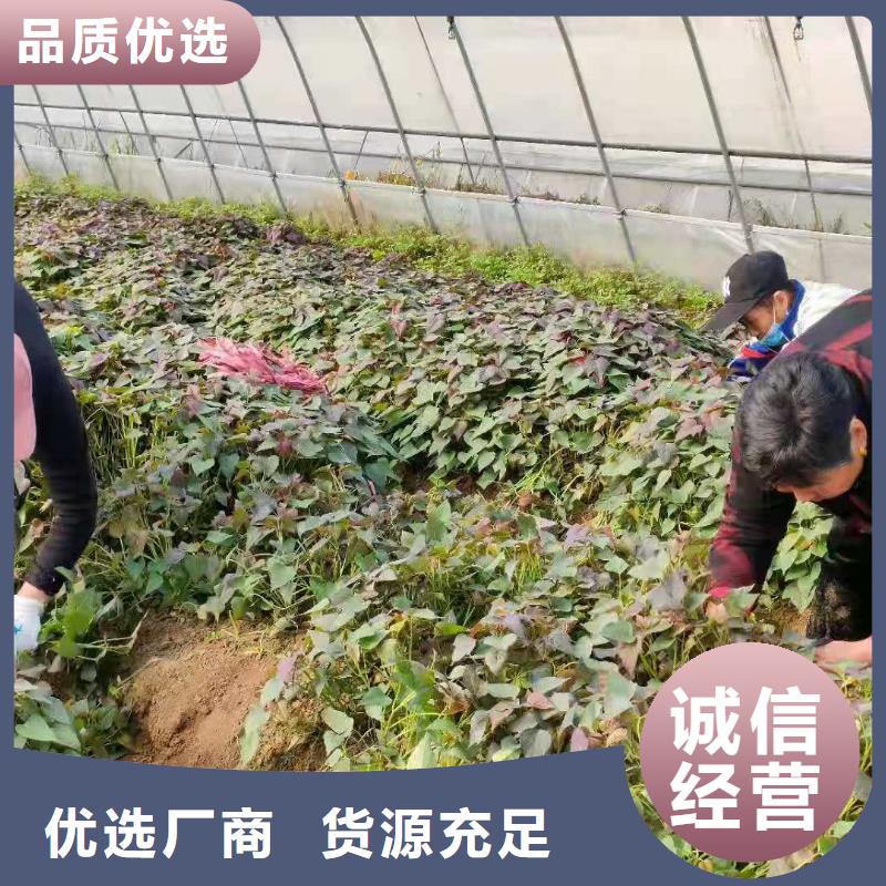 脱毒紫薯苗种植基地专业生产设备